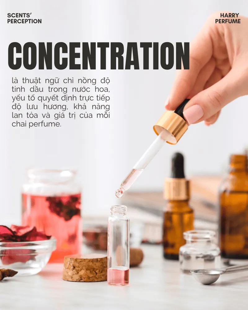 Concentration là thuật ngữ chỉ nồng độ tinh dầu trong nước hoa