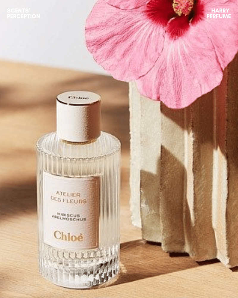 Hibiscus Abelmoschus lưu hương khá, tỏa vừa phải, nổi bật hoa dâm bụt, lê và xạ hương sạch thanh lịch.