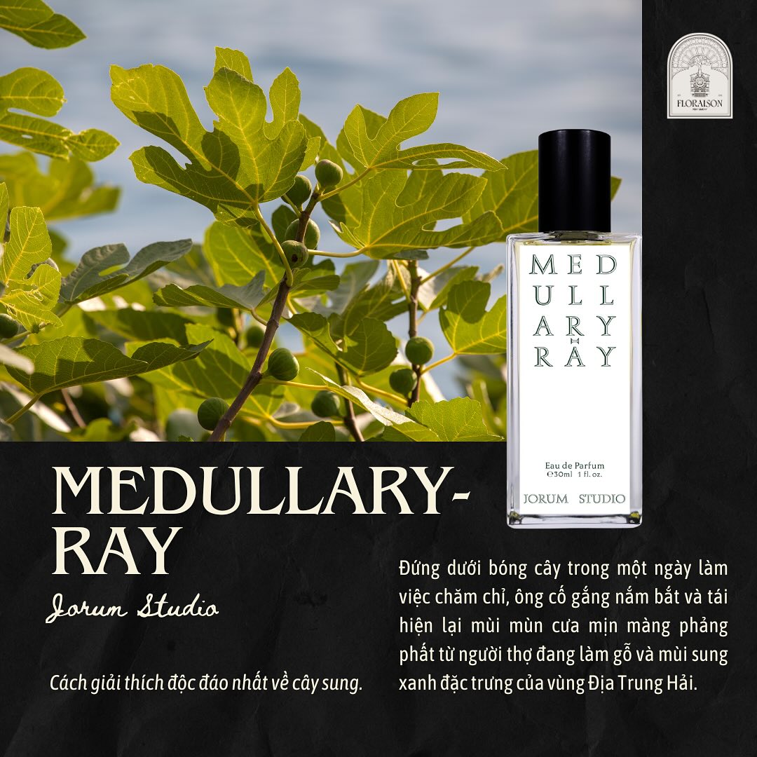 Medullary-ray