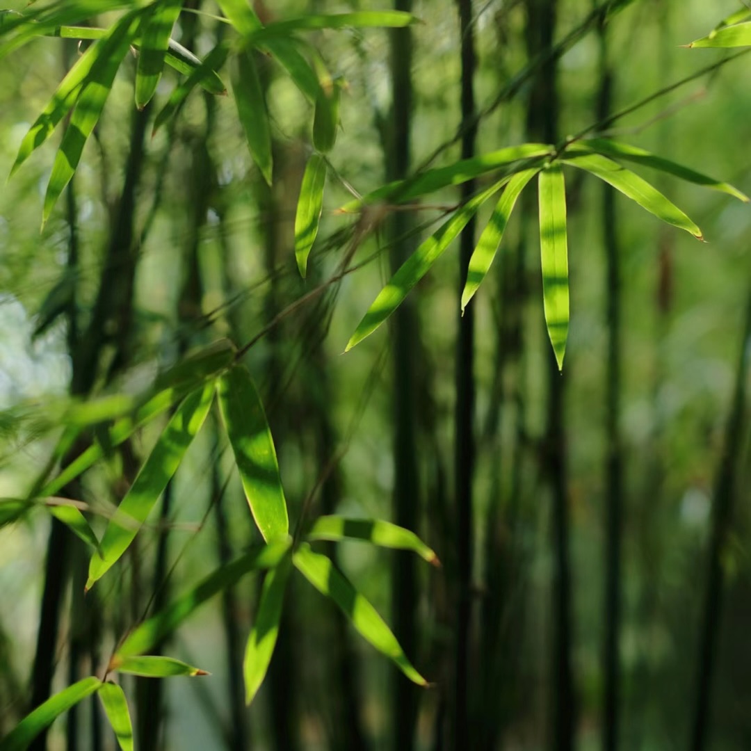 Bamboo