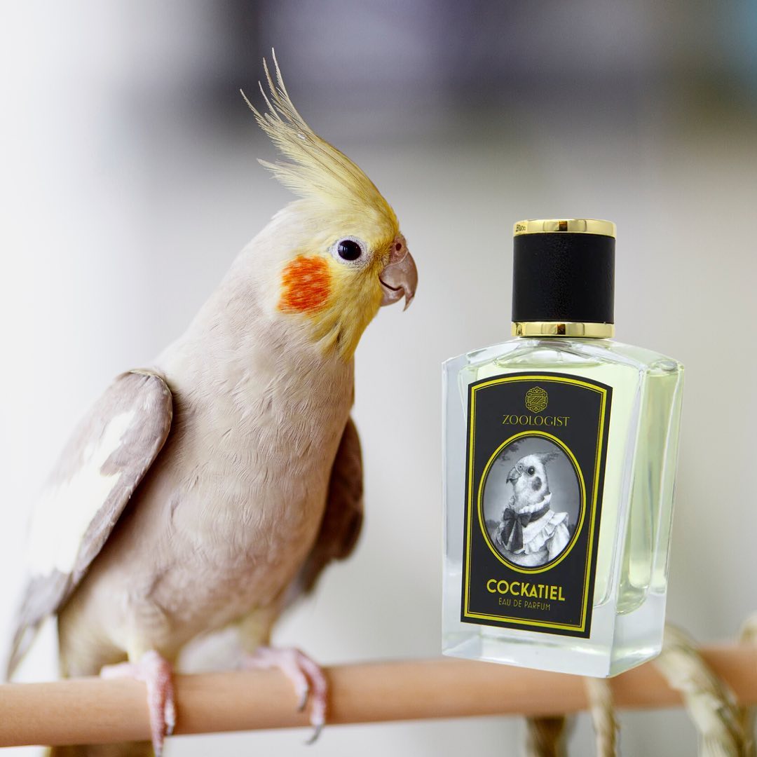 Cockatiel