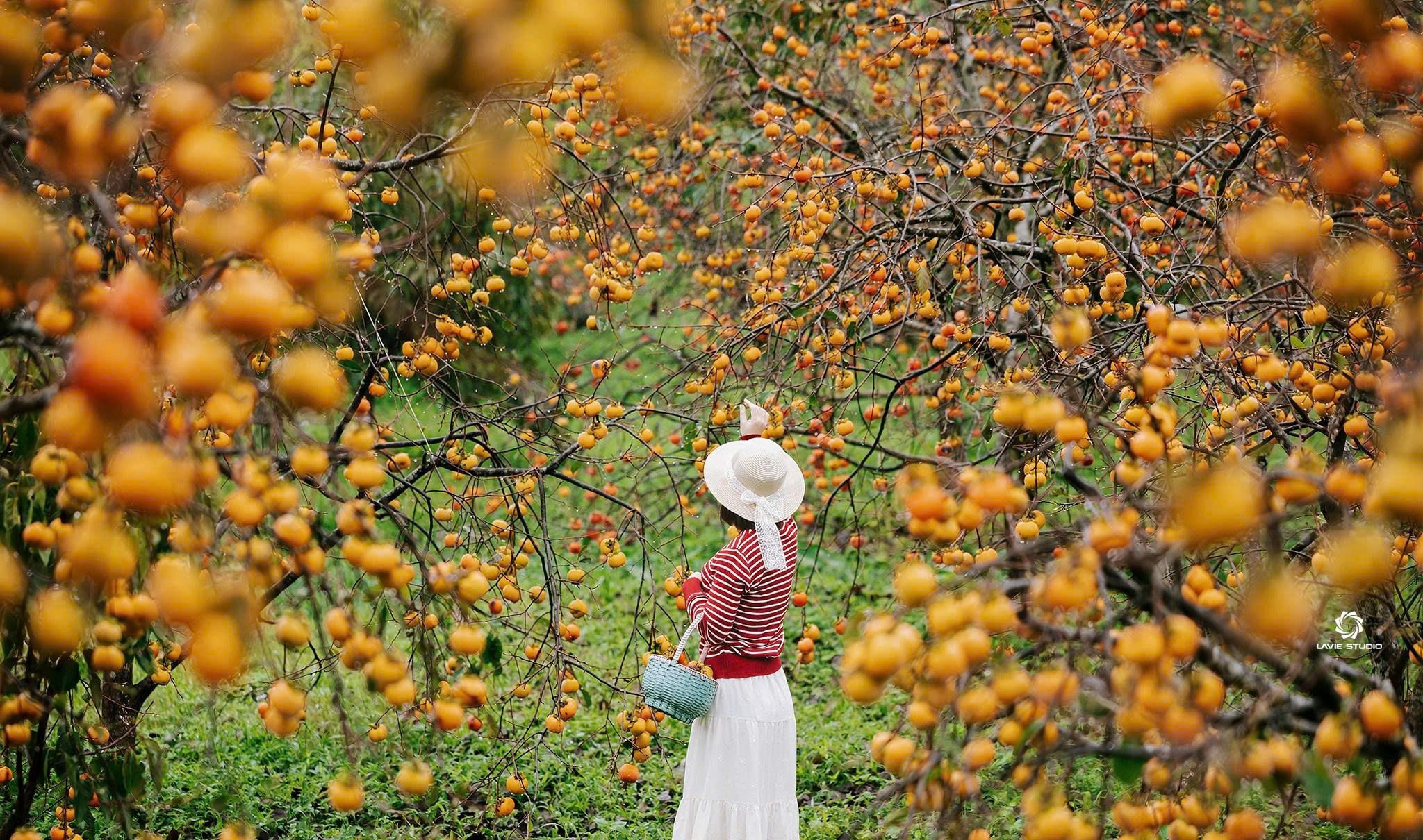 TOUR HÀ NỘI - MỘC CHÂU 2 NGÀY 1 ĐÊM