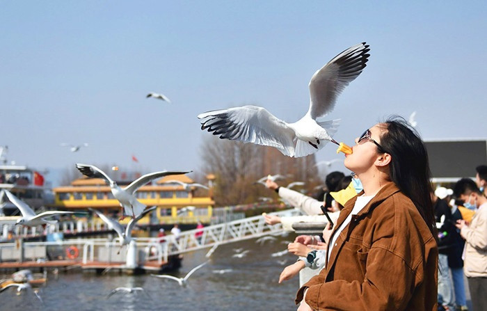 TOUR DU LỊCH HÀ NỘI - ĐẠI LÝ - SHANGRILA - LỆ GIANG - CÔN MINH  (TOUR NO SHOPPING) 6 NGÀY 6 ĐÊM