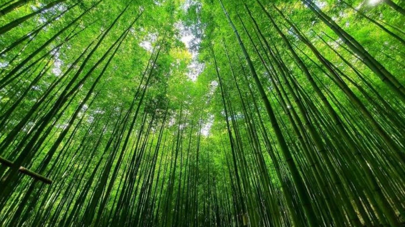 [3 Days 2 Nights] Hanoi – Mu Cang Chai – Ngoc Chien Hot Spring Village Group Tour