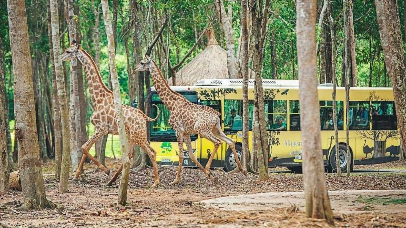 Vinpearl Safari