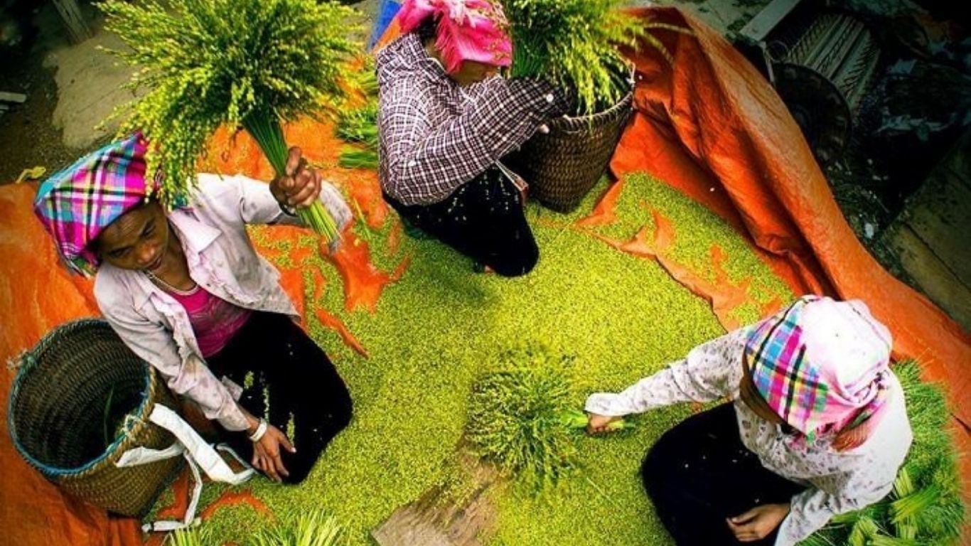 [3 Days 2 Nights] Hanoi – Mu Cang Chai – Ngoc Chien Hot Spring Village Group Tour