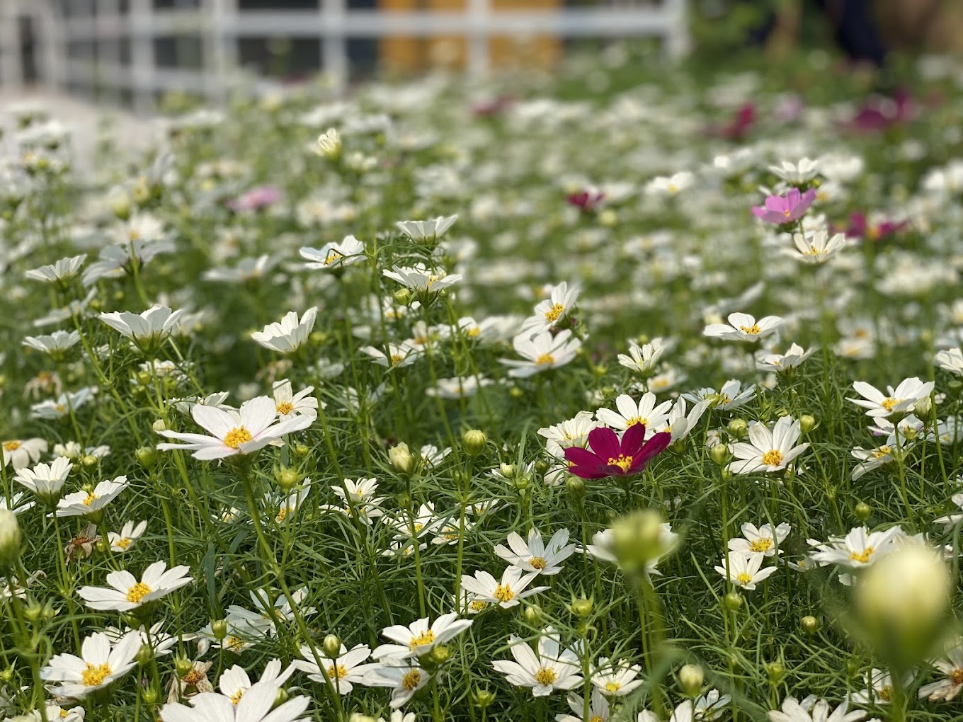 ADMISSION TICKETS AT TUAN CHAU PARK