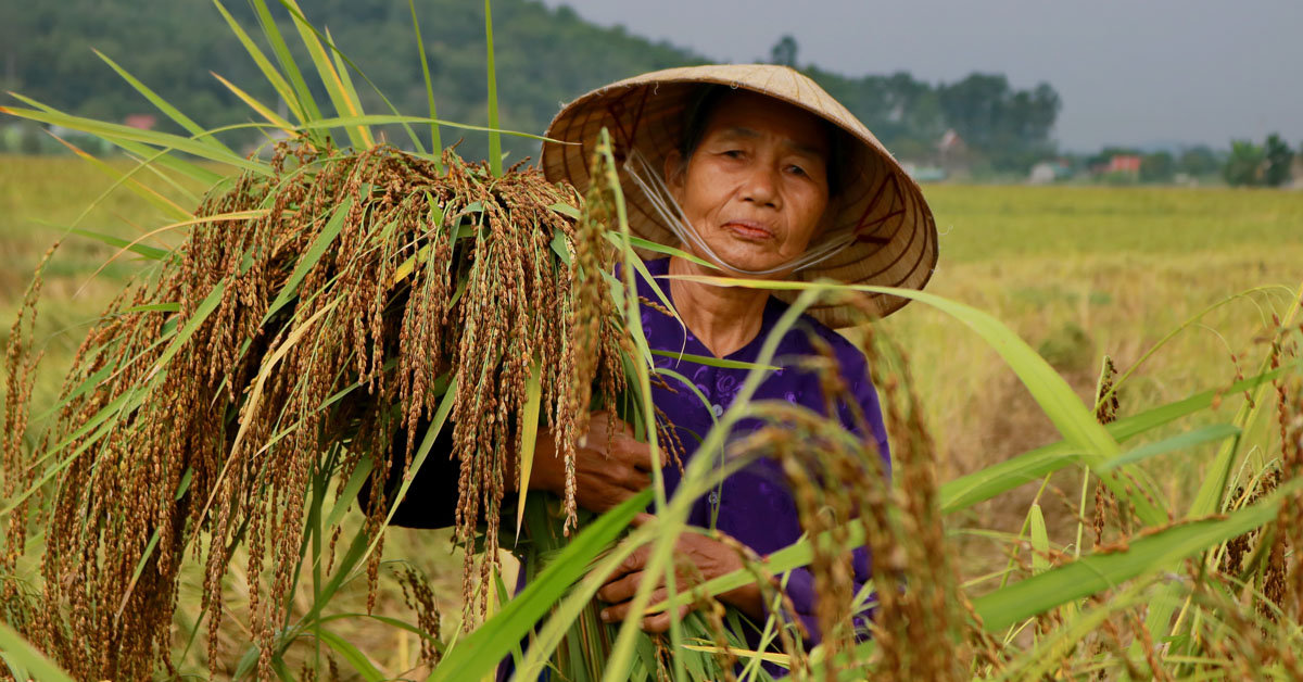 Cách Lựa Chọn Giống Lúa Nếp Ở Tây Nguyên