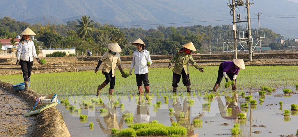 Kinh nghiệm trồng lúa vụ Đông - Xuân
