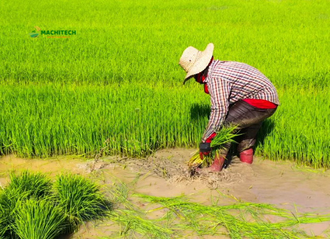 Bí quyết gieo và chăm sóc mạ cấy phòng chống rét đậm rét hại