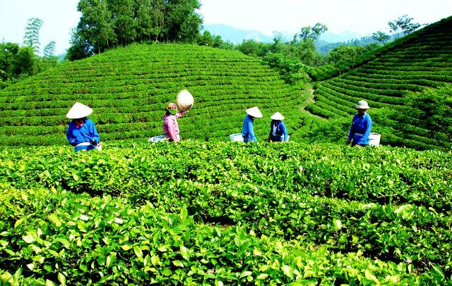 Bí quyết giữ gìn đặc sản chè xanh Thái Nguyên qua nhiều thế hệ