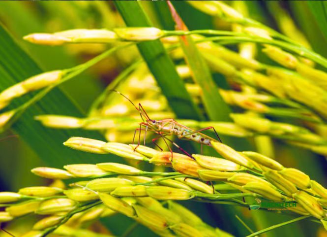 Cách diệt bọ xít trên ruộng lúa