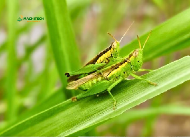 Cách diệt châu chấu hiệu quả để bảo vệ ruộng lúa