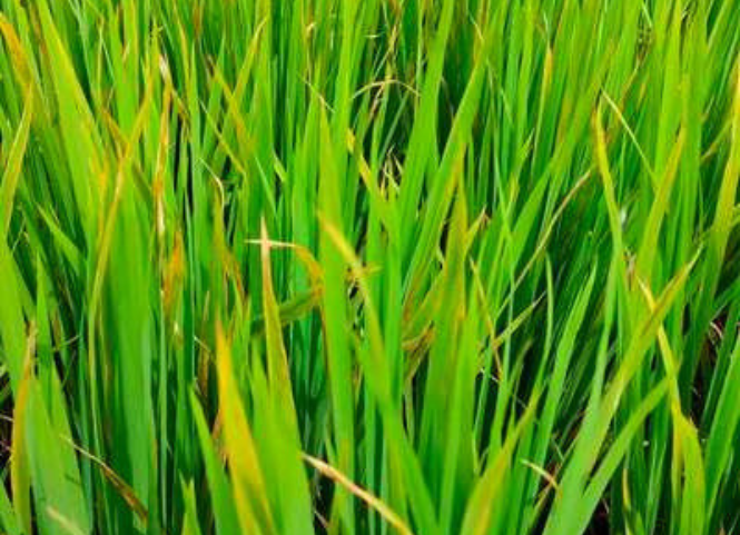 Cách phân biệt lúa bị thiếu phân đạm và lúa bị bệnh vàng lùn, lùn xoắn lá