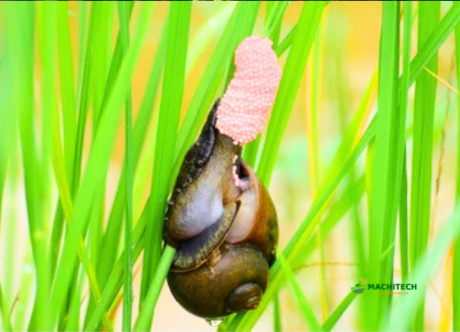 Cách tiêu diệt ốc bươu vàng hiệu quả để bảo vệ lúa