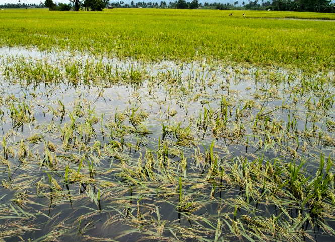 Cách xử lý ruộng lúa bị ngập úng sau mưa lớn