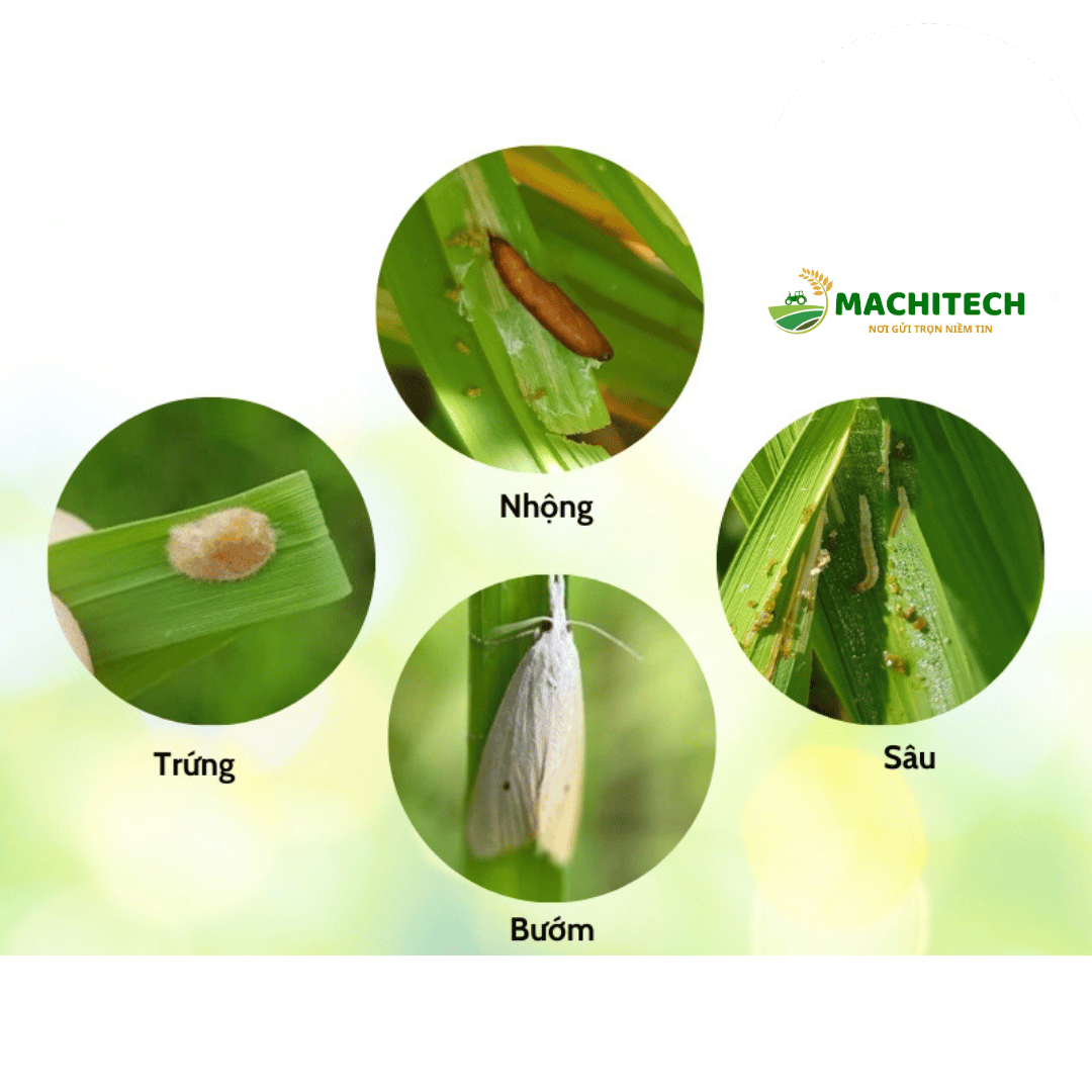 Cách Xử Lý Sâu Đục Thân Trong Cây Lúa Năng Suất Cao
