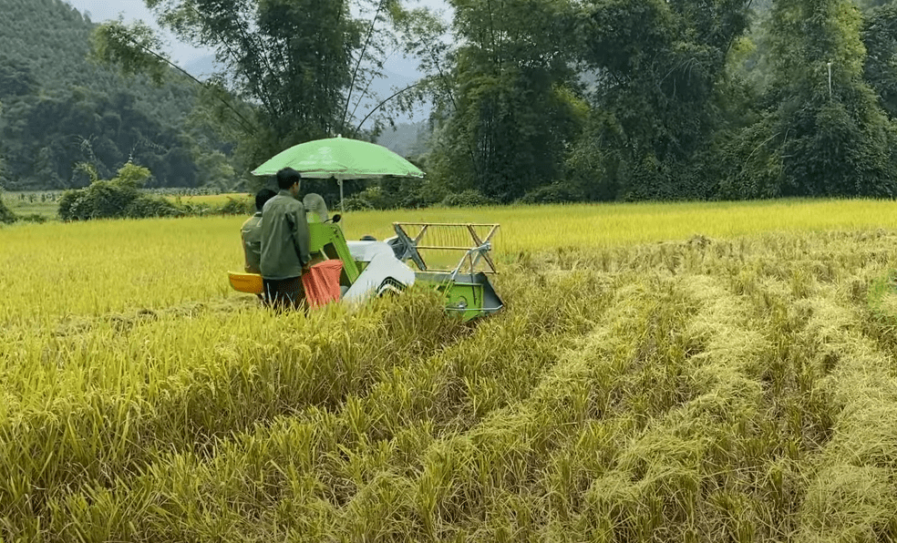 Có nên mua máy gặt lúa mini cũ không?