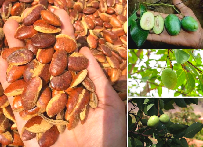 Đặc sản hạt Kơnia hiếm và độc đáo của Tây Nguyên