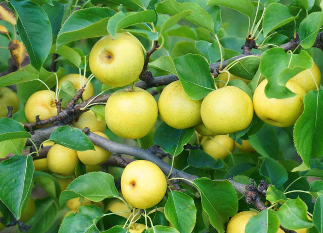 Đặc sản lê Tai Nung Sapa