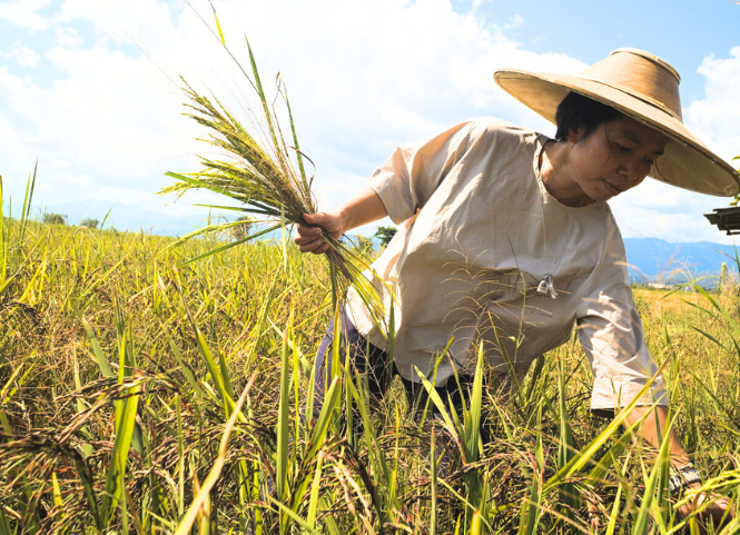 Đặc sản lúa đen Khẩu Xiên Lăm Đắk Lắk