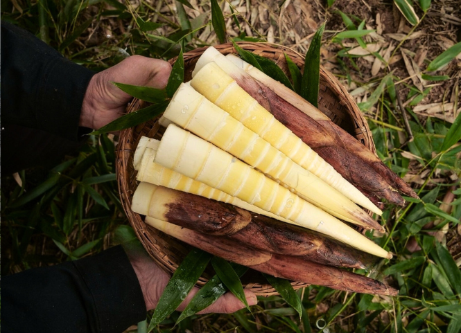 Đặc sản măng đắng níu chân du khách khi đến Điện Biên