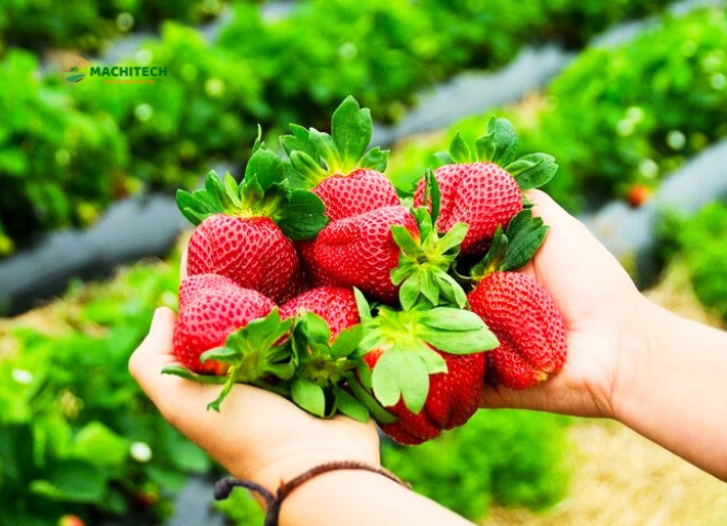 Dâu tây Mộc Châu và sức hút của đặc sản cao nguyên