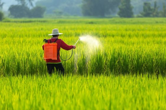 Chuẩn bị trước khi cấy lúa: Những bước quan trọng giúp vụ mùa thành công