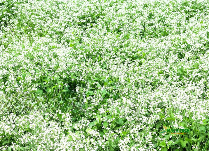 Địa điểm ngắm hoa cải trắng Mộc Châu