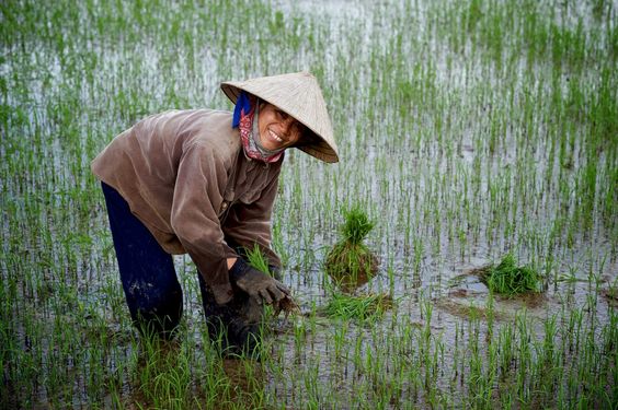 Sự Khác Nhau Giữa Gieo Mạ và Cấy Lúa: Lựa Chọn Phương Pháp Phù Hợp Cho Mùa Vụ