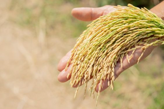 Cách chọn giống lúa tốt để gieo trồng - Bí quyết cho mùa vụ bội thu