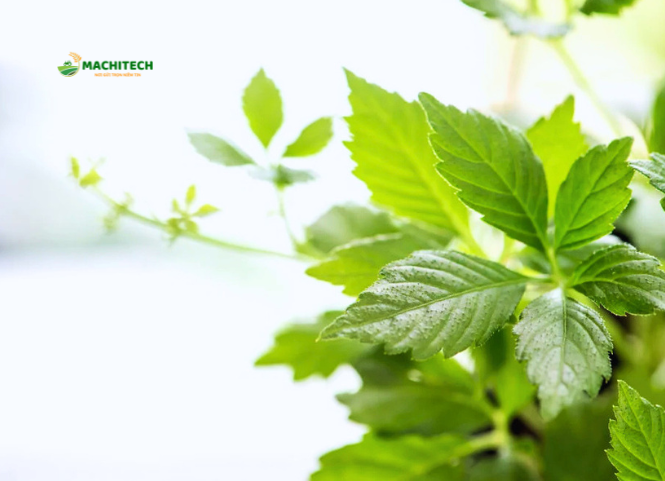 Giảo cổ lam đặc sản núi rừng Tây Bắc