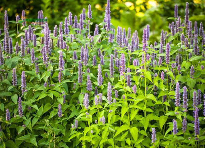 Hoa bạc hà Hà Giang và vẻ đẹp đặc trưng của cao nguyên đá