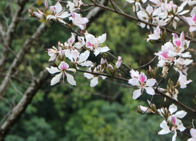 Hoa ban khoe sắc giữa núi rừng Tây Bắc