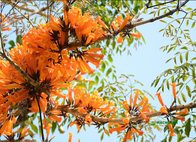 Hoa bó píp đặc sản Sơn La