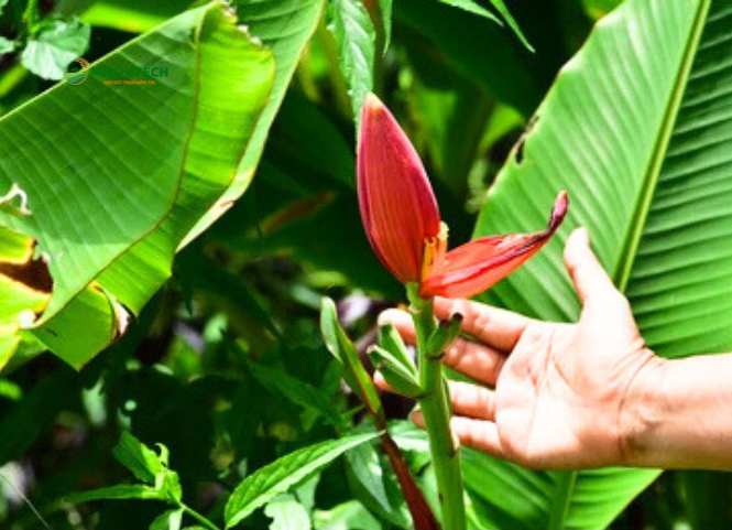 Hoa chuối rừng đặc sản Tây Bắc