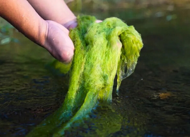 Khám phá đặc sản rêu đá độc đáo của núi rừng Tây Bắc