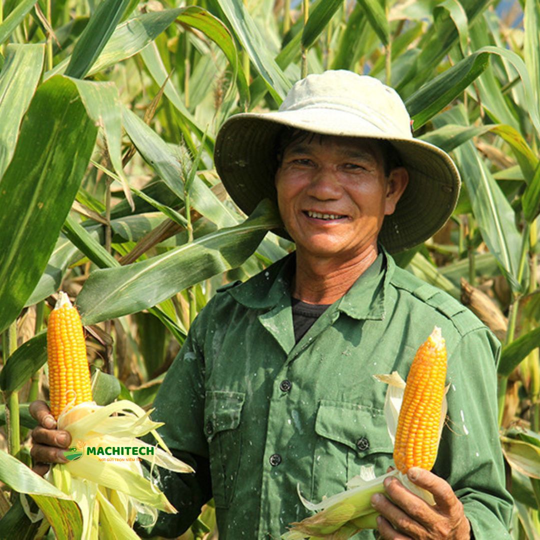 Kinh Nghiệm Trồng Ngô Cho Vùng Cao