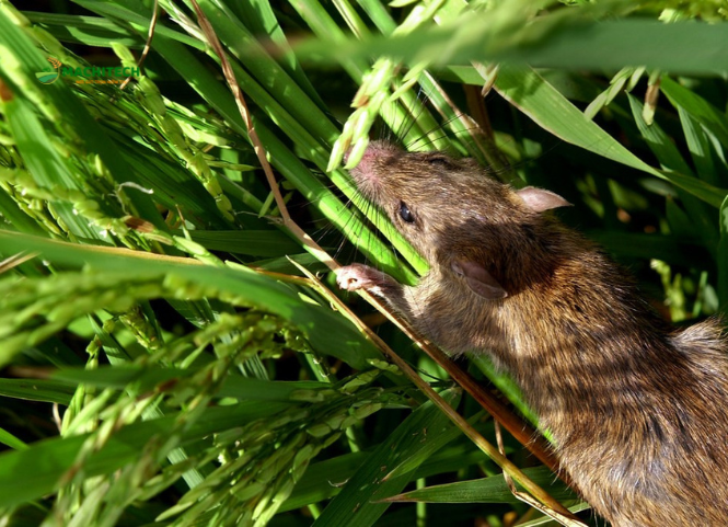 Làm gì khi ruộng lúa bị chuột phá hoại?