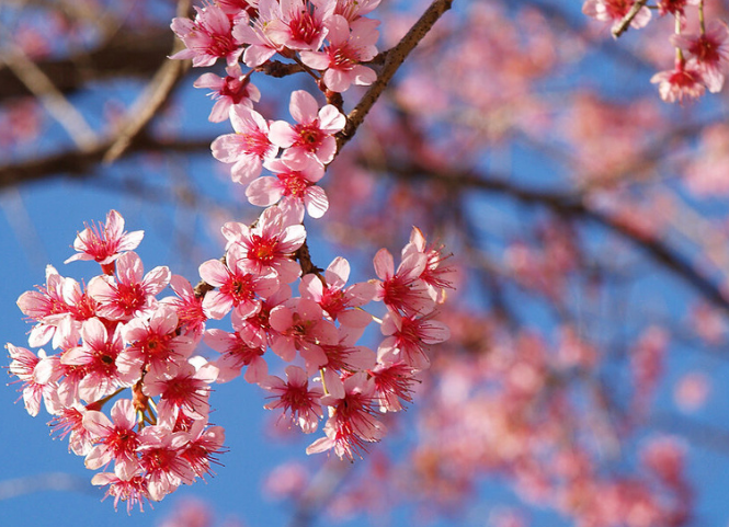 Mê mẩn trước vẻ đẹp rực rỡ của hoa mai anh đào Tây Nguyên