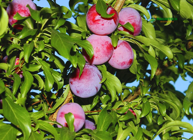 Mùa mận Mộc Châu và nét đặc sắc của đặc sản Sơn La