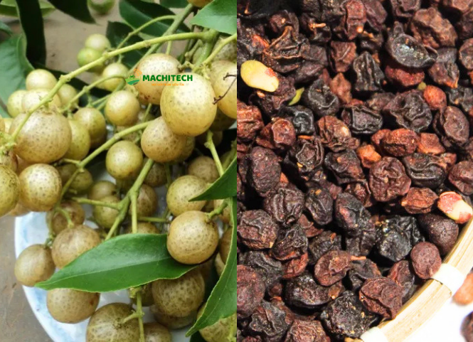 Quả mắc mật đặc sản Lạng Sơn