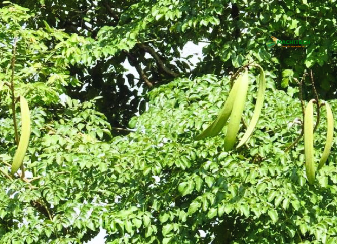 Quả núc nác đặc sản Tây Bắc