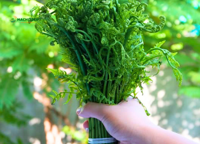 Rau dớn đặc sản Tây Bắc