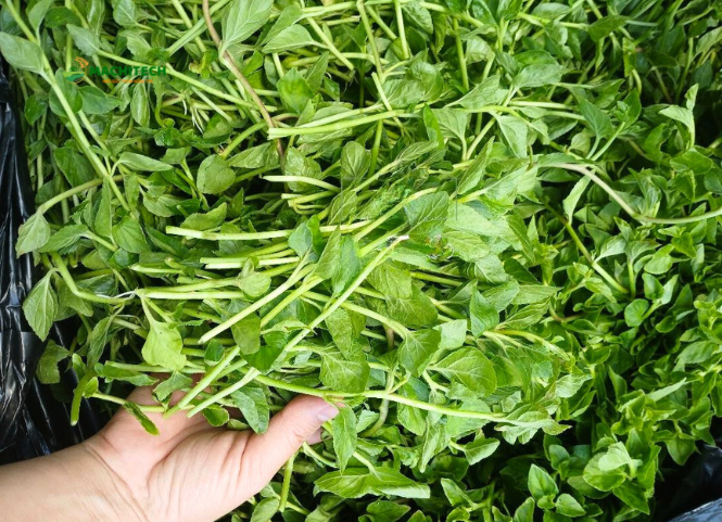 Rau lỗ bình đặc sản núi rừng Tây Nguyên