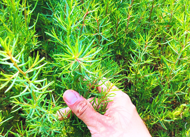 Rau nhót biển là gì và cách ăn đặc sản dân dã xứ Nghệ