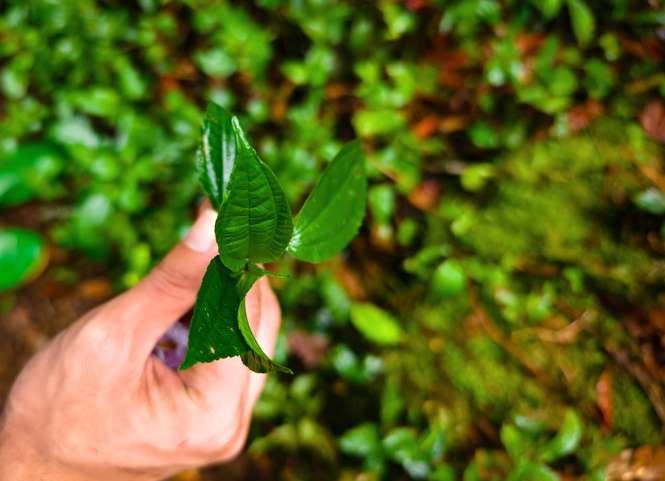 Rau Pạ Phì là gì mà khiến du khách mê mẩn khi đến Tây Bắc