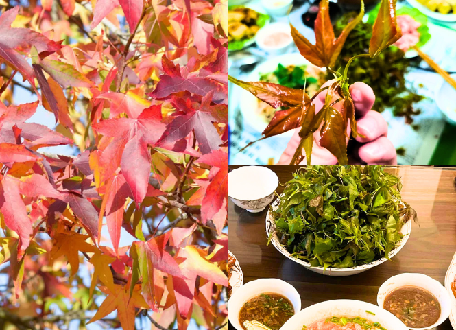 Rau sau sau là rau gì? Khám phá đặc sản Lạng Sơn