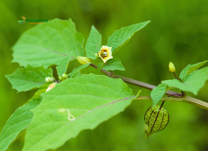 Rau tầm bóp đặc sản Tây Bắc