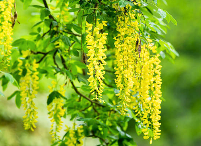 Tây Nguyên mùa hoa muồng vàng